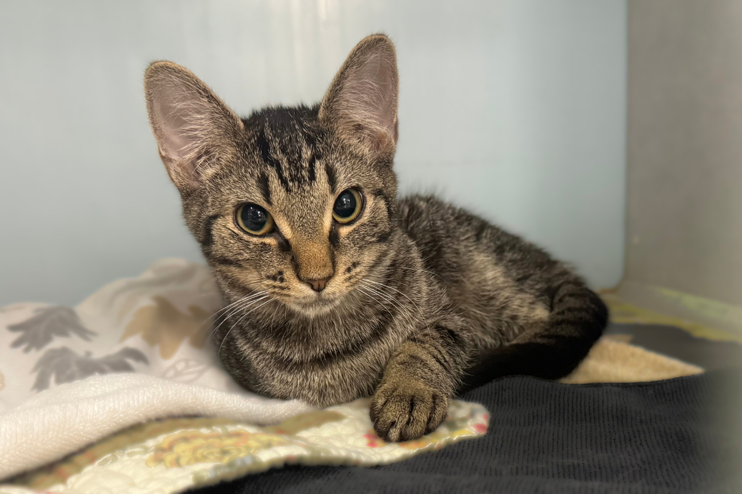 NOCO Humane Takes In 108 Cats in Five Weeks